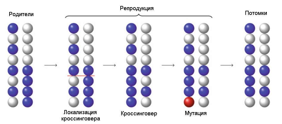 Схема кроссинговера и мутации во время применения генетического алгоритма